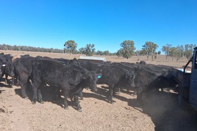 96 Angus & Angus Cross Backgrounder Heifers