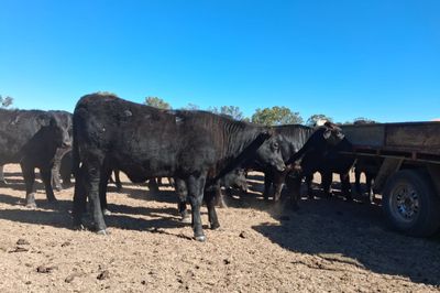 96 Angus & Angus Cross Backgrounder Heifers