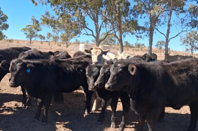 96 Angus & Angus Cross Backgrounder Heifers