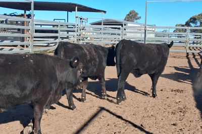 96 Angus & Angus Cross Backgrounder Heifers