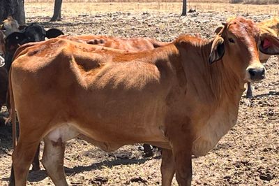300 PTE Brahman & Crossbred Cows