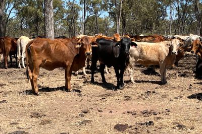 300 PTE Brahman & Crossbred Cows