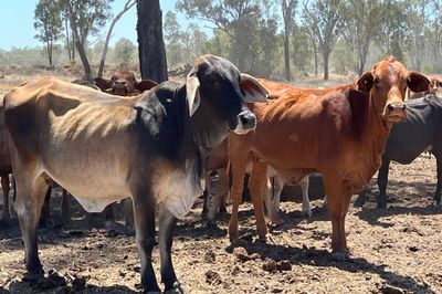 300 PTE Brahman & Crossbred Cows