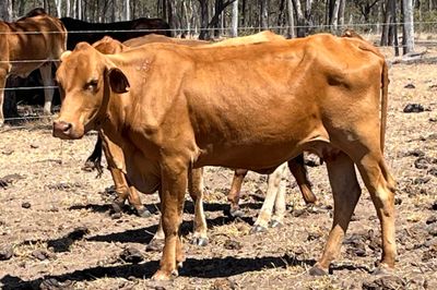300 PTE Brahman & Crossbred Cows