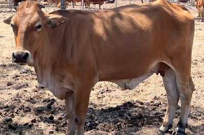 300 PTE Brahman & Crossbred Cows