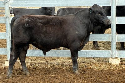 3 Yearling Ultrablack Bulls
