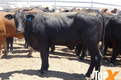12 Deck's Backgrounder Cattle