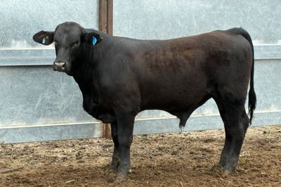 3 Yearling Ultrablack Bulls