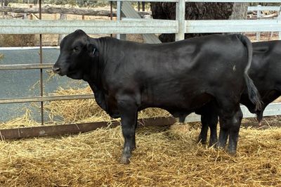 3 Ultrablack Yearling Bulls