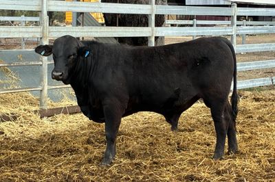 3 Yearling Ultrablack Bulls