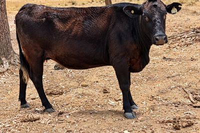 69 - F1 Angus/Wagyu Cows & Calves