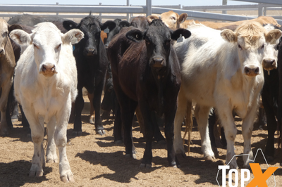 12 Deck's Backgrounder Cattle