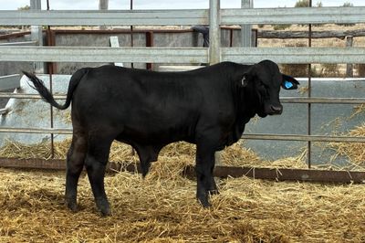 3 Yearling Ultrablack Bulls
