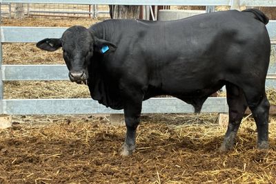 3 Ultrablack Yearling Bulls