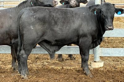 3 Yearling Ultrablack Bulls