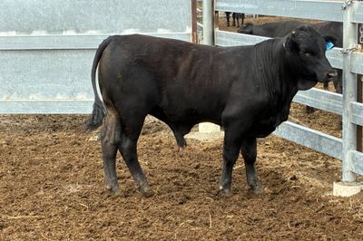 3 Yearling Ultrablack Bulls