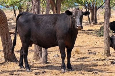 69 - F1 Angus/Wagyu Cows & Calves