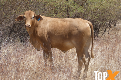 4 Decks M/S Crossbred Cattle
