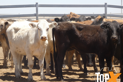12 Deck's Backgrounder Cattle