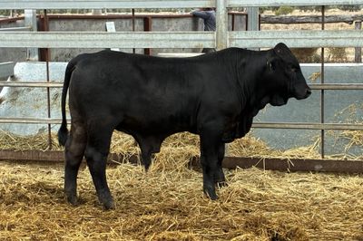 3 Yearling Ultrablack Bulls