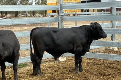 3 Ultrablack Yearling Bulls