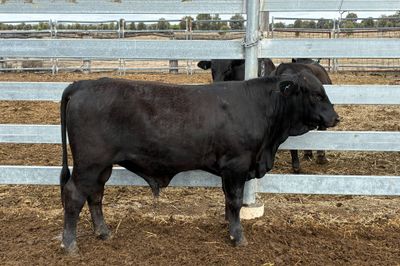 3 Yearling Ultrablack Bulls