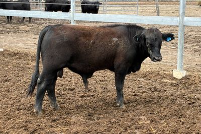 3 Yearling Ultrablack Bulls