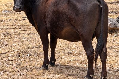 69 - F1 Angus/Wagyu Cows & Calves