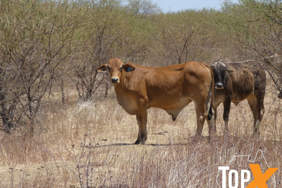 4 Decks M/S Crossbred Cattle