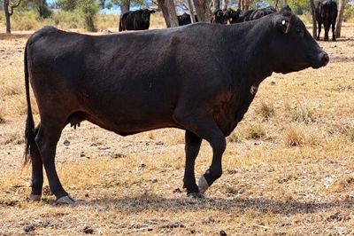 69 - F1 Angus/Wagyu Cows & Calves