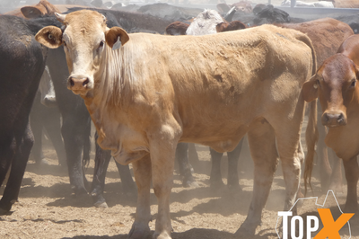 12 Deck's Backgrounder Cattle