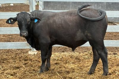 3 Yearling Ultrablack Bulls