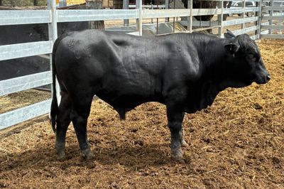3 Ultrablack Yearling Bulls