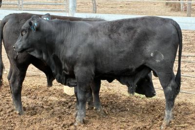 3 Yearling Ultrablack Bulls
