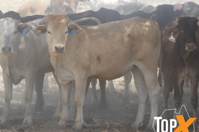 4 Decks M/S Crossbred Cattle