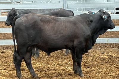 3 Yearling Ultrablack Bulls