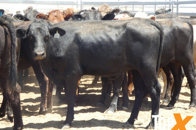 12 Deck's Backgrounder Cattle