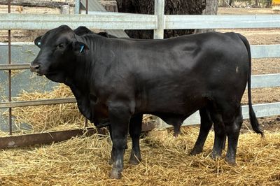 3 Ultrablack Yearling Bulls