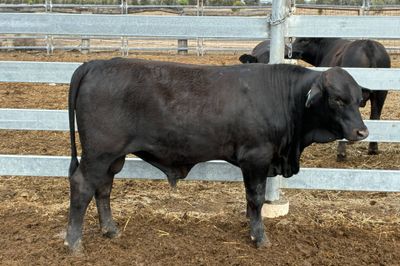 3 Yearling Ultrablack Bulls