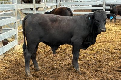 3 Yearling Ultrablack Bulls