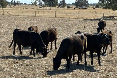 69 - F1 Angus/Wagyu Cows & Calves