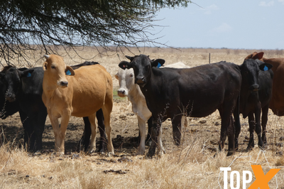 4 Decks M/S Crossbred Cattle