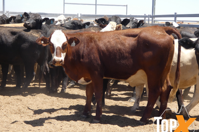 12 Deck's Backgrounder Cattle