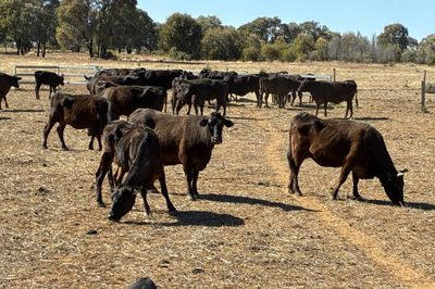 69 - F1 Angus/Wagyu Cows & Calves