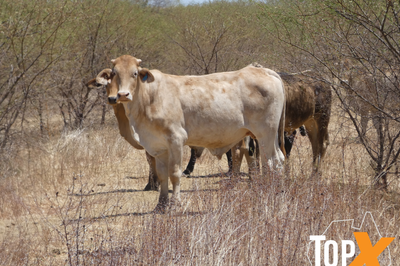 4 Decks M/S Crossbred Cattle