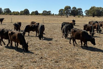 69 - F1 Angus/Wagyu Cows & Calves