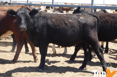 12 Deck's Backgrounder Cattle