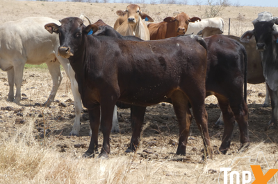 4 Decks M/S Crossbred Cattle
