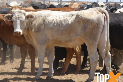 12 Deck's Backgrounder Cattle