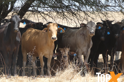 4 Decks M/S Crossbred Cattle